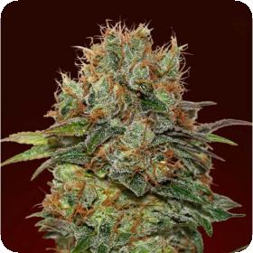 Auto Chocolate Kush