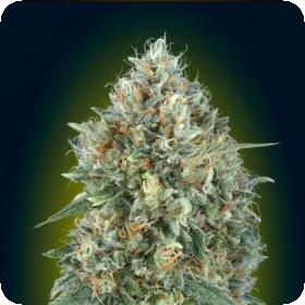 Auto Gelato 33
