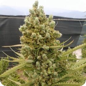 Auto Malawi X Northern Lights Jpg