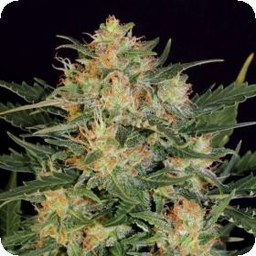 Russian Fuel Autoflowering Feminised Seeds Russian Fuel Autoflowering Feminised Seeds