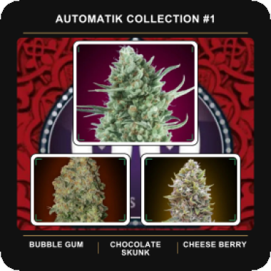 Automatik  Collection 1  Feminised  Auto  Flowering  Cannabis  Seeds