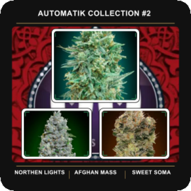 Automatik  Collection 2  Feminised  Auto  Flowering  Cannabis  Seeds