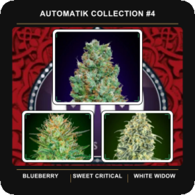 Automatik  Collection 4  Auto  Feminised  Auto  Flowering  Cannabis  Seeds