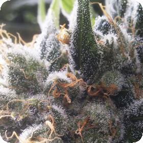 Barbara Bud Regular Seeds Barbara Bud Regular Seeds