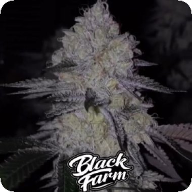 Black  Farm  Genetix  Acai  Cake