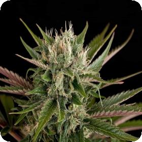 Blue Cheese Cannabis Dinafem