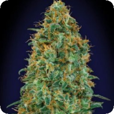 Blueberry  Fast  Feminised  Cannabis  Seeds