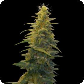Blueberry Gum 2 G13 Labs