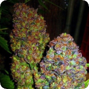 Blueberry  Feminised  Cannabis  Seeds  Phoenix  Cannabis  Seeds 0