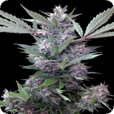 Bubba Kush X Pck Feminised Cannabis Seeds