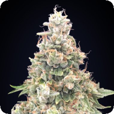 California  Kush  Fast  Feminised  Cannabis  Seeds