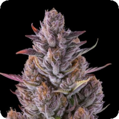 Cherry Guava Cannabis Seeds