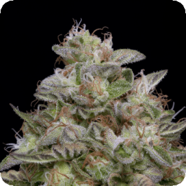 Classic  Line  Do  Si  Dos  Feminised  Cannabis  Seeds