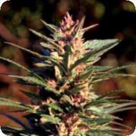 Danky Doddle Feminised Seeds Danky Doddle Feminised Seeds