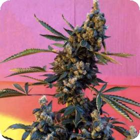 Deedee BX1 Regular Seeds Deedee BX1 Regular Seeds