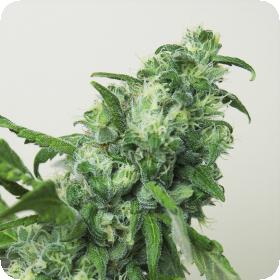 Digweed Feminised Cannabis Seeds 6 0