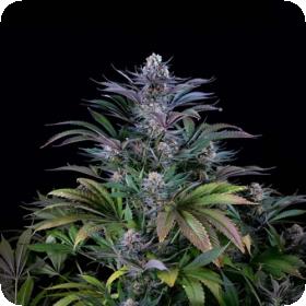 Dinafem Supersilver 7867 660x990