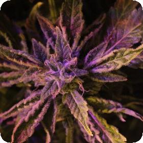 Doctor's Choice #1 Auto Feminised Seeds Doctor's Choice #1 Auto Feminised Seeds