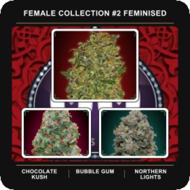 Female Collection 2 Feminised Cannabis Seeds