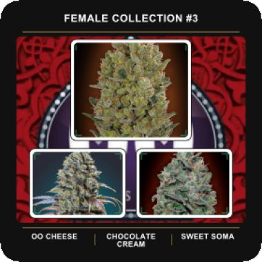 Female  Collection 3  Feminised  Cannabis  Seeds