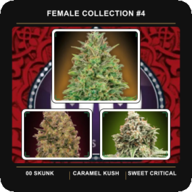 Female  Collection 4  Feminised  Cannabis  Seeds