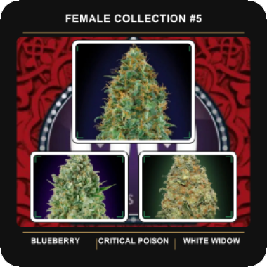 Female  Collection 5  Feminised  Cannabis  Seeds