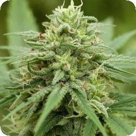 G13 Labs Cannabis Seeds Pineapple Express 2 Feminised