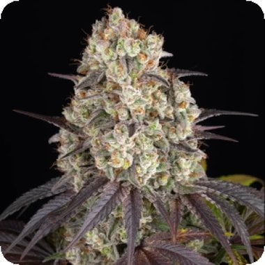 Gary Payton Feminised Cannabis Seeds 0