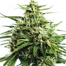 Formula One Autoflowering Feminised Seeds Formula One Autoflowering Feminised Seeds