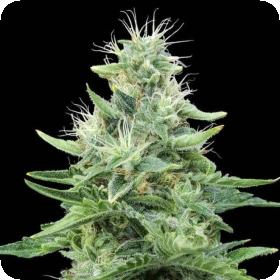 Gorilla Candy Feminised Seeds Gorilla Candy Feminised Seeds