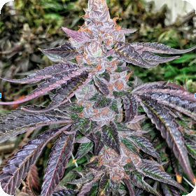 Granola Funk Regular Seeds