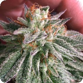 Grape Smash Dhg