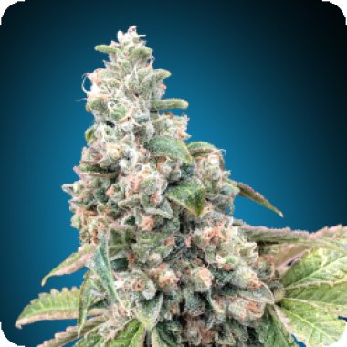 Harlequin  Cbd  Feminised  Cannabis  Seeds