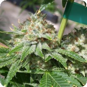 Hollyweed Regular Seeds