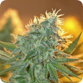 Jean Guy Feminised Cannabis Seeds