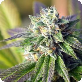Jungle Scout Regular Seeds Jungle Scout Regular Seeds