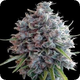 Killer A5 Haze Feminised Seeds Killer A5 Haze Feminised Seeds