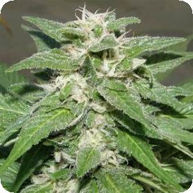 King Kong AUTO Feminised Seeds King Kong AUTO Feminised Seeds