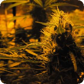 Lowryder #2 Auto Feminised Seeds Lowryder #2 Auto Feminised Seeds