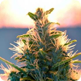 Lowryder #2 Auto Regular Seeds Lowryder #2 Auto Regular Seeds