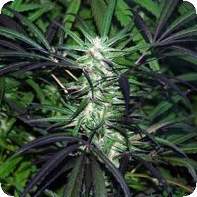Mangobiche Kush 400x300