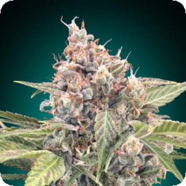 Northern  Lights  Cbd  Feminised  Cannabis  Seeds