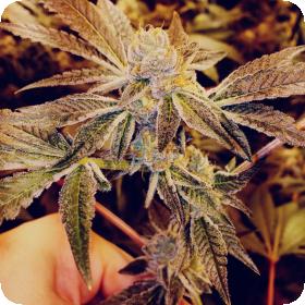 Oa Cannabis Seeds Gorilla Glue 4 X Sfv