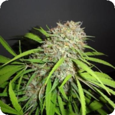 Original  Skunk  Express  Auto  Feminised  Cannabis  Seeds  Phoenix  Cannabis  Seeds 0