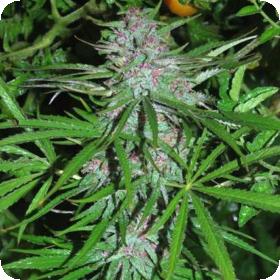 Panama Feminized