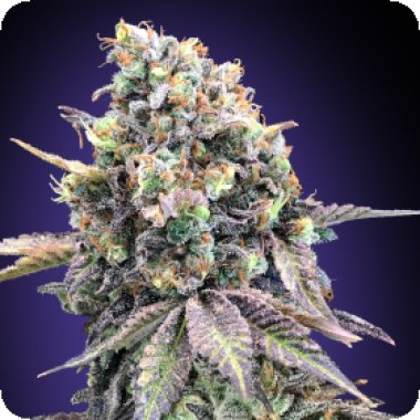 Purple  Punch  Feminised  Cannabis  Seeds