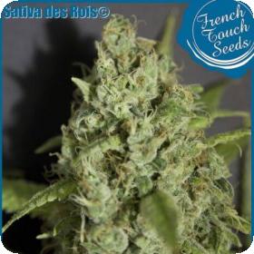 Sativa des Rois Feminised Seeds Sativa des Rois Feminised Seeds