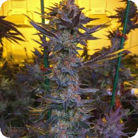 Savage Hulk Regular Seeds Savage Hulk Regular Seeds