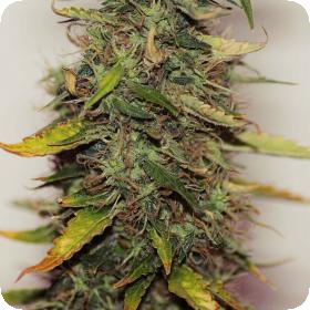 Purple Sirius Kush Autoflowering Feminised Seeds Purple Sirius Kush Autoflowering Feminised Seeds