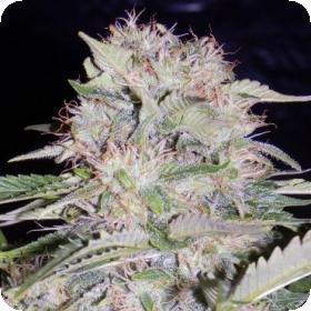 Sour Bubbly Jpg